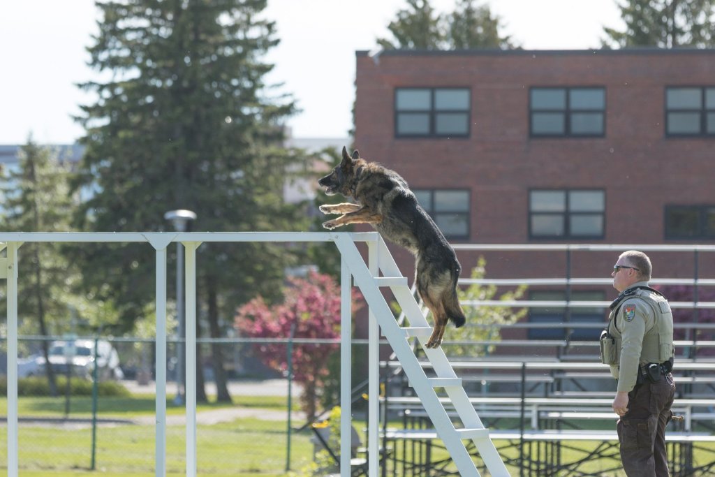 German Shepard climbing obstacle
